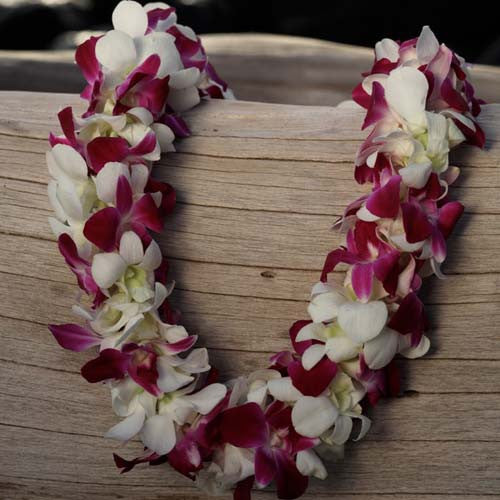 Kukui nut lei, fresh leis, orchid leis, hawaiian leis, fresh leis shipped, hawaiian leis delivered, graduation leis from hawaii shipped, fresh leis delivered