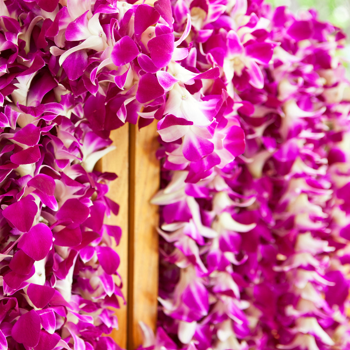 orchid leis bulk, fresh leis, orchid leis, hawaiian leis, fresh leis shipped, hawaiian leis delivered