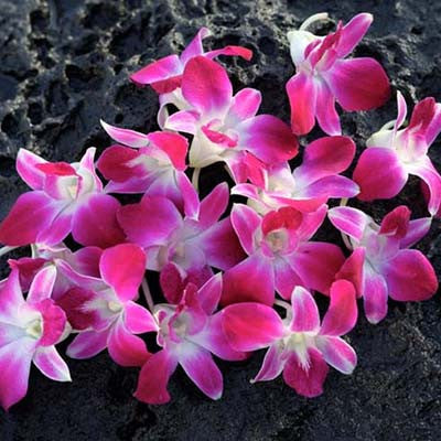 Purple/White Orchid Lei Bulk - 50 Leis