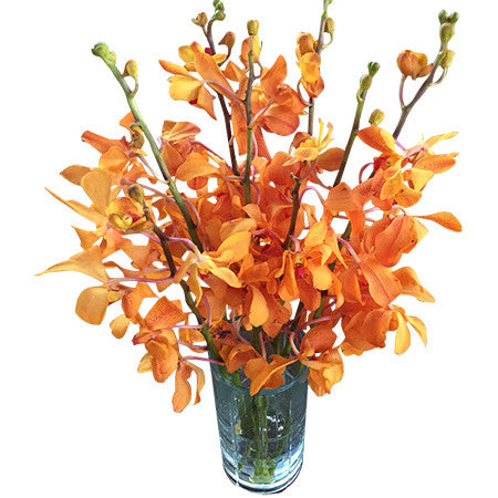 Orange Mokara Orchid Stems ( 10-pack)