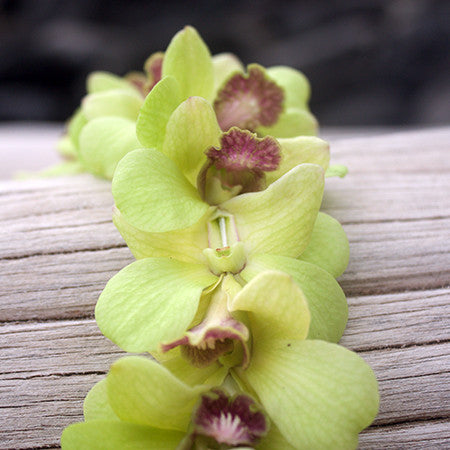 beautiful green orchids