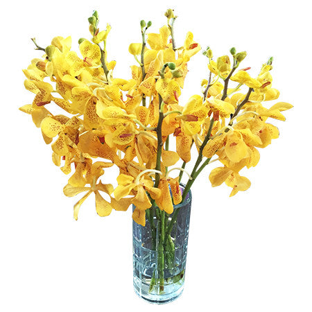 yellow mokara orchids